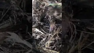Part of the &lsquo;Harakeke Compost&rsquo; series