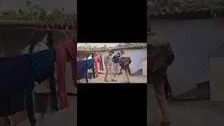 #monkeybaby #monkey #vanvibhag #dogvideos #dogshorts