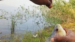 Catching fish is very easy|winter session carp fishing 