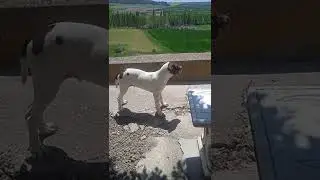 Braco frances del pirineo.El cachorro crece..
