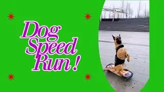 DOG  SPEED  RUN !