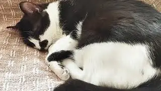 Gato com nariz congestionado -Inala&ccedil;&atilde;o🫢#cat #vlogvideo #rotinadegatos #gateiras