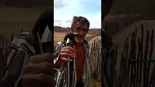 Doutor erva medicinal