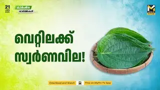 വെറ്റില വിലയിൽ റെക്കോർഡ് | Agriculture News | MyFin TV