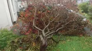 Hurricane in Kilkenny 16.10 2017