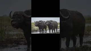 I can't die today! |Lion and the Buffalo| #funny #viral Full video on my Channel...