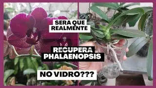 🟣SERÁ QUE  REALMENTE DA CERTO RECUPERAÇÃO  DE PHALAENOPSIS NO VIDRO???🌺