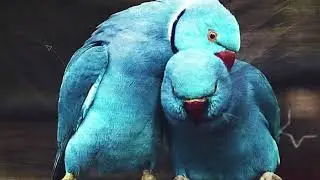Amazing birds in Mauritius