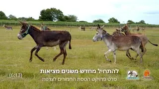 להתחיל מחדש משנים מציאות - סרט פרויקט הטסת החמורים @startingoversanctuary