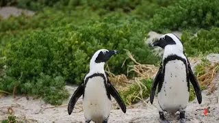 Top 10 Most Endangered Animals In Africa
