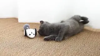 App Controlled Wireless Mouse Electronic Cat Toy
