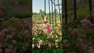 Let's dance in the fairy circle