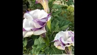 Devil’s Trumpet