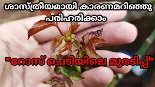റോസ് ചെടികളുടെ മുരടിപ്പും രോഗവും തിരിച്ചറിഞ്ഞ് പരിഹരിക്കാം #ബഡ്റോസ് #kitchenmystery #റോസിലെമുരടിപ്പ്