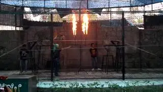Tiger Jumps through 2 Rings of FIRE