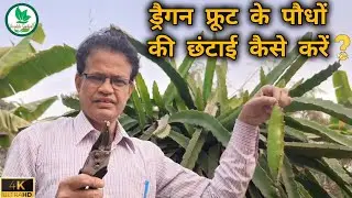 ड्रैगन फ्रूट के पौधों की छंटाई कैसे करें? how to prune dragon fruit plants?