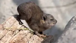 Small, furry and&hellip; related to elephants! Trio of rock hyraxes born at Chester Zoo
