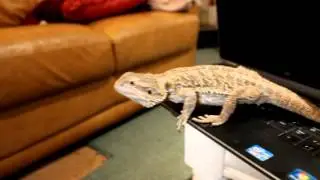 Bearded Dragon Jumps