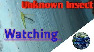 Unknown Insect watching || Science planet with Bishal Nayak