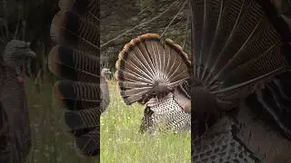 Big fans #shorts #turkey #tomorrow #longbeard #hunting