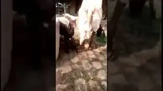 A child of goat was Angry because her mother is not give her milk #Technical Sagar 767