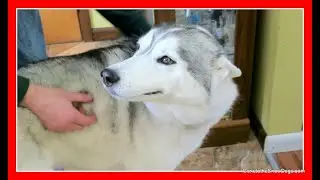 SMILES FROM MEMPHIS THE HUSKY DOG