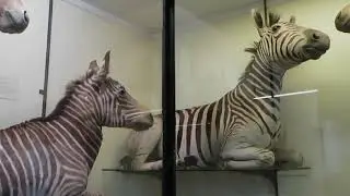 Natural History Museum at Tring