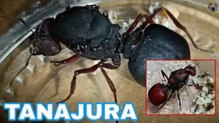 Tanajuras , v&aacute;rias cores e esp&eacute;cies ( formigas rainhas ) 🐜
