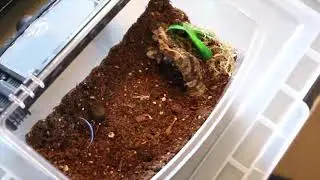 x. immanis & t. stirmi feeding