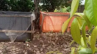 Why Sorting catfish
