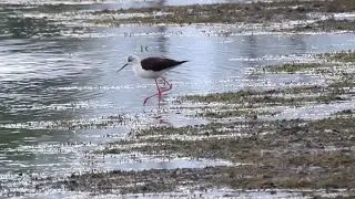 Black-winged Stilt (Burton Mere Wetlands 5th May 2023)
