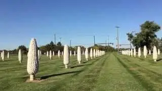Cornhedge, Dublin OH