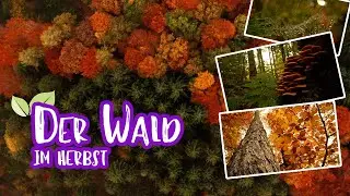 Der Wald im Herbst - Teaser zum Film | Waldmeditation mit Makroaufnahmen
