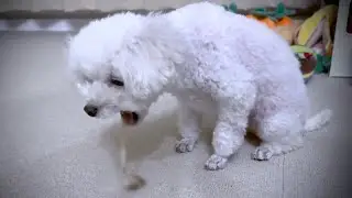原因不明の嘔吐が続き一向に体調が良くならない犬