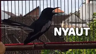 terapi pagi suara kacer ngeplong ini dijamin bikin kacer lawan langsung nyaut gacor!