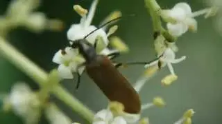 花にきたウスグロカミキリモドキ Nacerdes (Xanthochroa) strandi