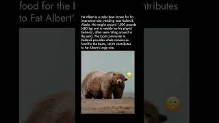 Meet Fat Albert the Polar Bear
