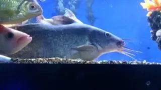 Huge Tandanis tandanis eeltail