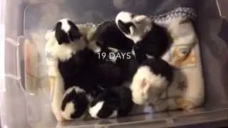 Baby Bunnies Growing Up, Newborn to 30 Days