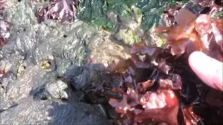 How to find and pick dulse