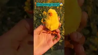 Testing World's Cutest Chicken Toy! 🔥  #murgi #testing #toys #shortsfeed