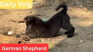 Daily Volg | German Shepherd #babul #jermanshepherd #germanshepherddog #german 