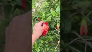 Picking hibiscus for tortoise food. #hibiscus  #tortoisefood