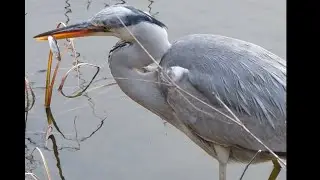 勅使池の野鳥ー魚を捕って食べるアオサギ / self-sufficient Gray heron