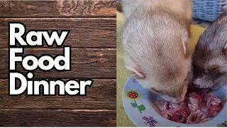 Perfect Ferret Food - Raw Beef TONGUE For Dinner