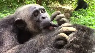 Chimpanzees Grooming: Stanley and Gabby