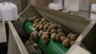 Aardappel sorteerlijn | Boltt Machinery | Nijboer V.O.F.