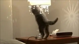 Funny Cat Fail - Renni & the Lamp