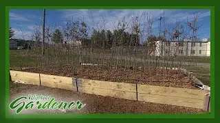 Bare Root Tree Stock Success | Volunteer Gardener