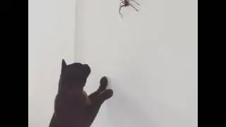 Cat vs Spider